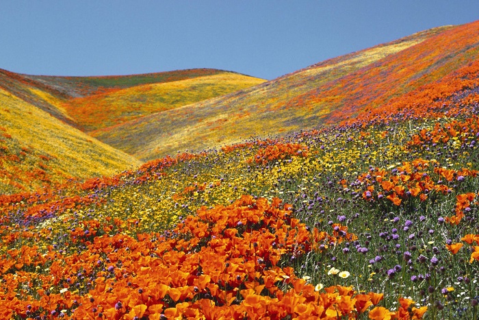 Valley of Flowers