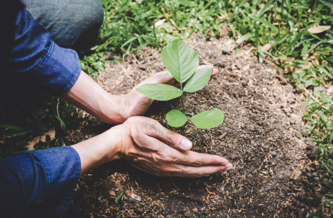 plant trees