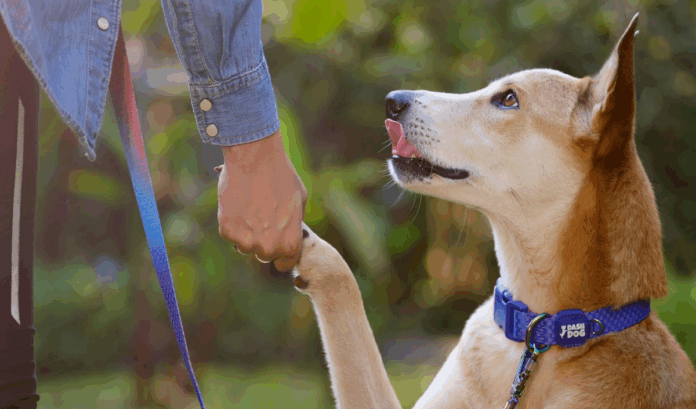 veterinary pharma company